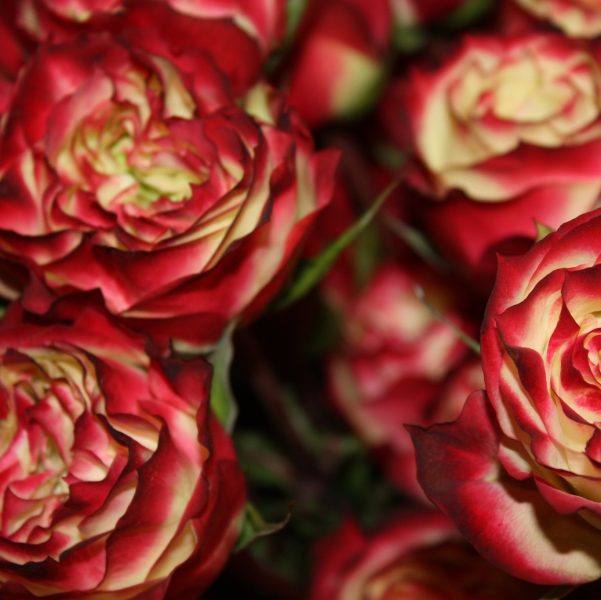 487144821_1094298046047831_8373860378846132479_n