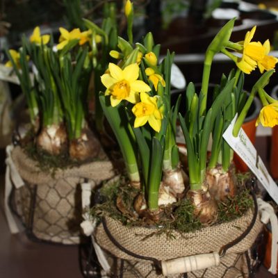 f des gd meres 15 038